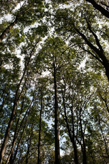 tall trees against the blue sky, autumn deciduous forest