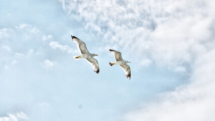 two seagulls in the sky