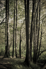 Fototapeta premium Autumn forest, park, sunny day, natural landscape