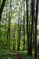 Fototapeta na wymiar path through the autumn deciduous forest
