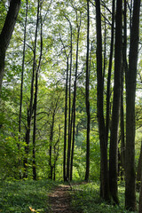 path through the autumn deciduous forest