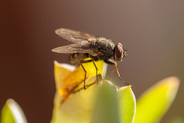 close up of a fly