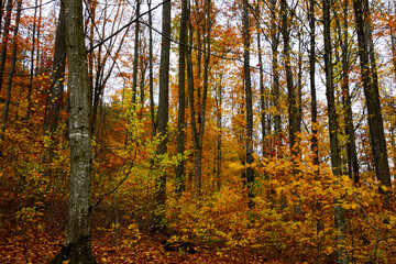 Autumn forest trees for natural autumn background