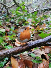 robin