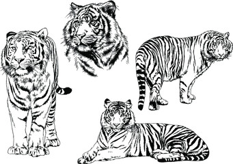 vector drawings sketches different predator , tigers lions cheetahs and leopards are drawn in ink by hand , objects with no background