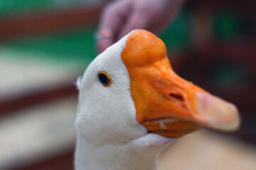 the white goose's muzzle is close