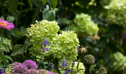Close up of The perfect shrub: Little Lime hydrangea paniculata, smothered in blooms in late July.
