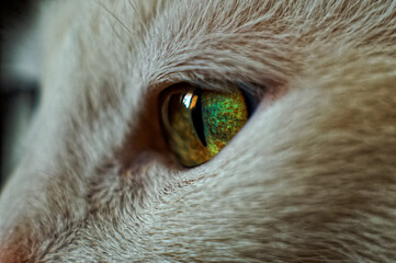 close up green eye of white cat