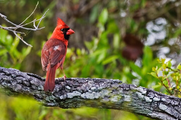 Northern Cardinal, Cardinalis cardinalis, perched in tree