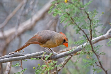 Northern Cardinal, Cardinalis cardinalis, in tree