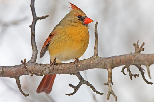 Female Northern Cardinal, Cardinalis cardinalis, perched in tree