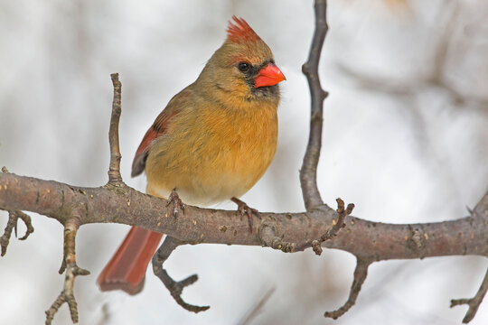 Female Northern Cardinal, Cardinalis cardinalis, perched