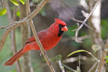 Alert Male Northern Cardinal, Cardinalis cardinalis