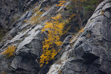 Tree growing out of a rock cliff face