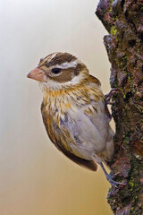 Vertical of Female Rose-breasted Grosbeak, Pheucticus ludovicianus, in spring