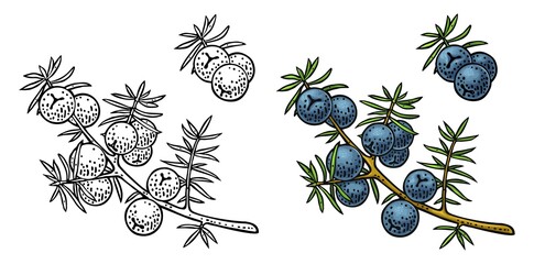 Branch of Juniper with berries. Vintage vector color engraving