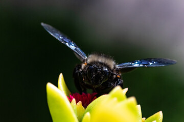 Black bumblebee with long antennae sucks nectar from a flower.Bumblebee like an alien