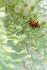A Close Up Of A Ladybird On A Plant