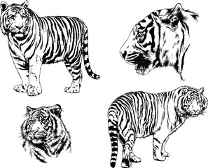 vector drawings sketches different predator , tigers lions cheetahs and leopards are drawn in ink by hand , objects with no background	
