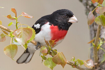 Male Rose-breasted Grosbeak, Pheucticus ludovicianus