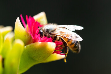 Honey bee on pink flower macro picture for cover and background purpose. Honey bee suckling nectar