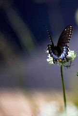 Closeup of a Spicebush swallowtail, dark black and metallic blue feeding on Queen Anne's lace.