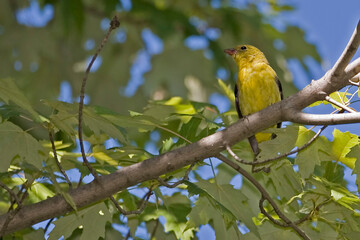 Female Scarlet Tanager, Piranga olivacea, perched in tree