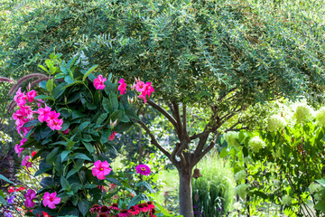 Brilliant colored fuchsia, pinkish, fuchsia mandevilla bush on a sunny day in a midwest garden with a hakoru-nishiki Japanese variegated ornamental willow tree.
