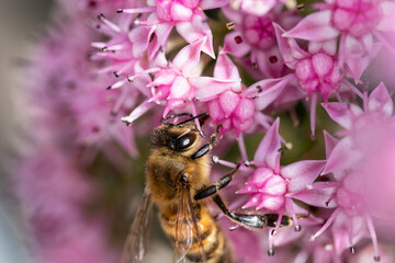 Honey bee on pink flower macro picture for cover and background purpose. Honey bee suckling nectar