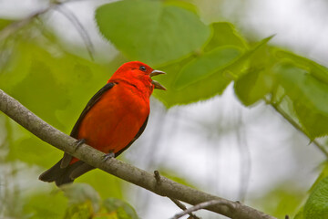 Male Scarlet Tanager, Piranga olivacea, singing