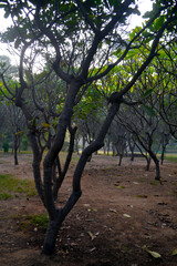 Cluster of dry and texture trees in dirt path