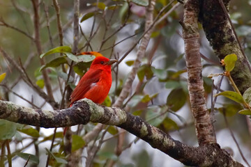 Male Summer Tanager, Piranga rubra, perched in tree