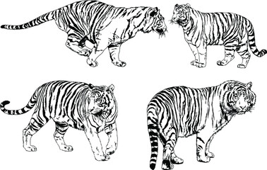 Obraz na płótnie Canvas vector drawings sketches different predator , tigers lions cheetahs and leopards are drawn in ink by hand , objects with no background 