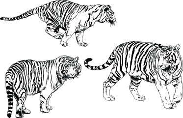 Fototapeta na wymiar vector drawings sketches different predator , tigers lions cheetahs and leopards are drawn in ink by hand , objects with no background 
