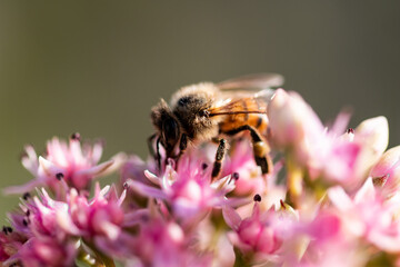 Honey bee on pink flower macro picture for cover and background purpose. Honey bee suckling nectar