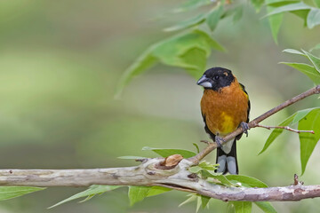 Male Black Headed Grosbeak, Heucticus melanocephalus, in tree