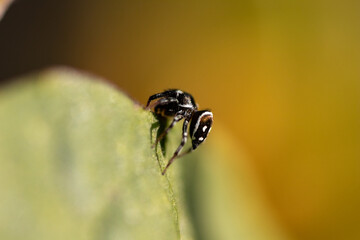 Jumping spider close-up macro in natural wildlife environment. Black and white spider on green leaves. Jumping spider macro