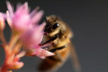 Honey bee on pink flower macro picture for cover and background purpose. Honey bee suckling nectar