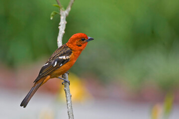 Male Flame-colored Tanager, Piranga bidentata, perched on a branch