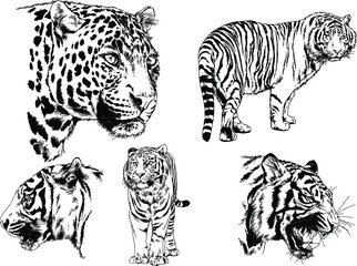 vector drawings sketches different predator , tigers lions cheetahs and leopards are drawn in ink by hand , objects with no background	
