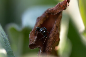 Jumping spider close-up macro in natural wildlife environment. Black and white spider on green leaves. Jumping spider macro