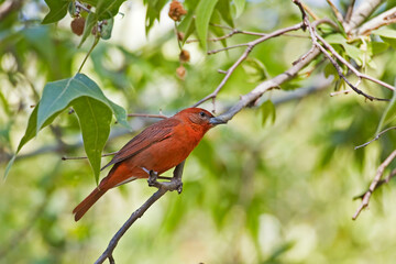 Male Hepatic Tanager, Piranga flava, perched in tree