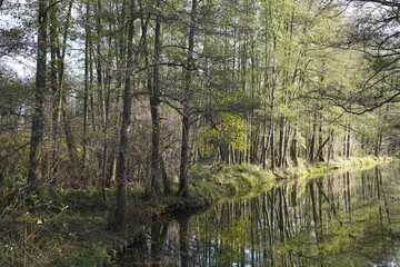 Fototapeta na wymiar Grüne, sonnige Flusslandschaft im Wald