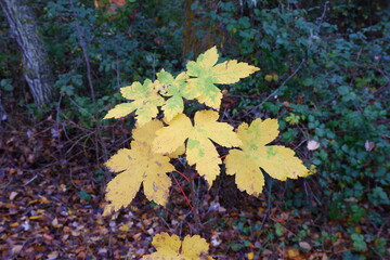 Hojas de otoño amarillas en el bosque
