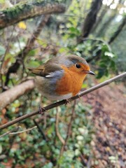 robin on a branch
