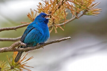 Male Indigo Bunting, Passerina cyanea, in song