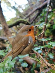 robin on a branch