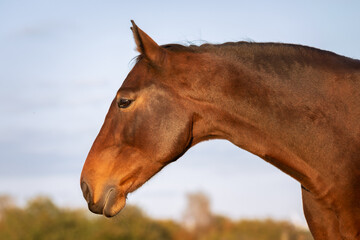 Fox brown horse