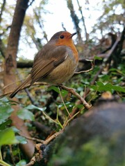 robin on a twig