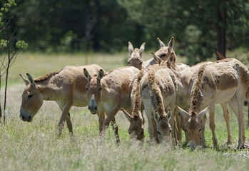 Herd of horses in the meadow